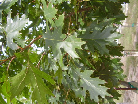 Northern Red Oak